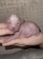 Tiny Tweedy, a female Chinese Crested for sale in Myrtle Beach, SC – Photo 3 of 9