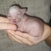 Tiny Tweedy, a female Chinese Crested for sale in Myrtle Beach, SC – Photo 2 of 9
