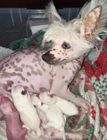 Gizmo, a male Chinese Crested for sale in Myrtle Beach, SC – 10 of 10