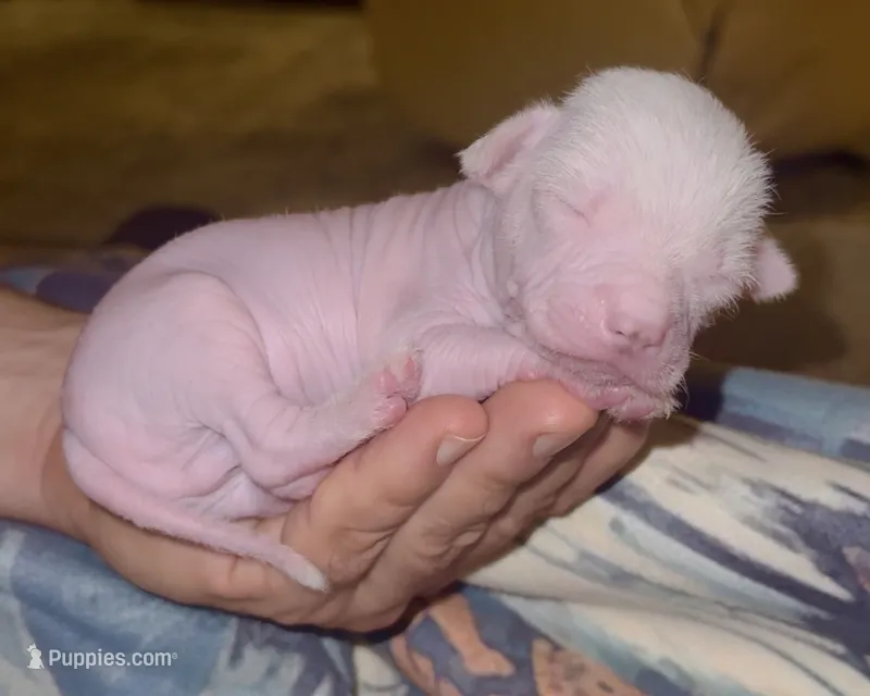 Gizmo – Chinese Crested puppy for sale in Myrtle Beach, SC