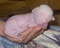 Gizmo, a male Chinese Crested for sale in Myrtle Beach, SC – 1 of 10