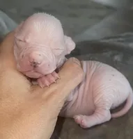 Patsy, a female Chihuahua and Chinese Crested for sale in Myrtle Beach, SC – Photo 2 of 9