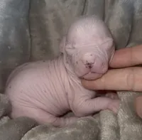 Patsy, a female Chihuahua and Chinese Crested for sale in Myrtle Beach, SC – Photo 1 of 9