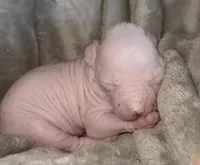 Patsy, a female Chihuahua and Chinese Crested for sale in Myrtle Beach, SC – Photo 3 of 9