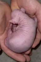 Patsy, a female Chihuahua and Chinese Crested for sale in Myrtle Beach, SC – Photo 6 of 9