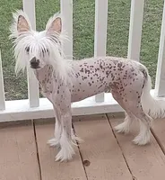 Patsy, a female Chihuahua and Chinese Crested for sale in Myrtle Beach, SC – Photo 8 of 9