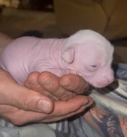 Gizmo, a male Chinese Crested for sale in Myrtle Beach, SC – 8 of 10