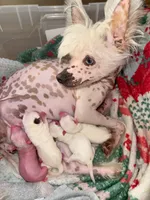 Pumpkin , a female Chinese Crested for sale in Myrtle Beach, SC – 7 of 7