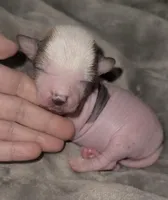 Scooby, a male Chihuahua and Chinese Crested for sale in Myrtle Beach, SC – Photo 3 of 8