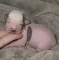 Scooby, a male Chihuahua and Chinese Crested for sale in Myrtle Beach, SC – Photo 4 of 8