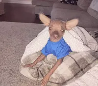 Scooby, a male Chihuahua and Chinese Crested for sale in Myrtle Beach, SC – Photo 8 of 8