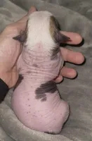 Scooby, a male Chihuahua and Chinese Crested for sale in Myrtle Beach, SC – Photo 5 of 8