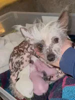 Scooby, a male Chihuahua and Chinese Crested for sale in Myrtle Beach, SC – Photo 7 of 8