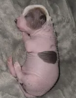 Scooby, a male Chihuahua and Chinese Crested for sale in Myrtle Beach, SC – Photo 6 of 8