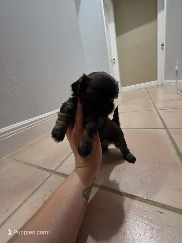 Black – Shih Tzu puppy on hold in Palm Beach Gardens, FL