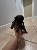 Black, a male Shih Tzu for sale in Palm Beach Gardens, FL – 1 of 10