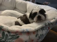 Blue, a male Shih Tzu for sale in Palm Beach Gardens, FL – 8 of 8