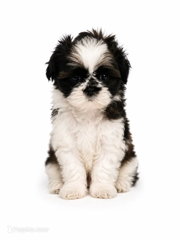 Blue – Shih Tzu puppy for sale in Palm Beach Gardens, FL