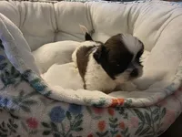 Yellow, a male Shih Tzu for sale in Palm Beach Gardens, FL – 2 of 8