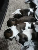Black, a male Shih Tzu for sale in Palm Beach Gardens, FL – 9 of 10