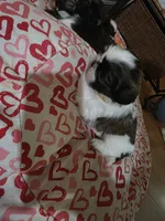 Yellow, a male Shih Tzu for sale in Palm Beach Gardens, FL – 3 of 8