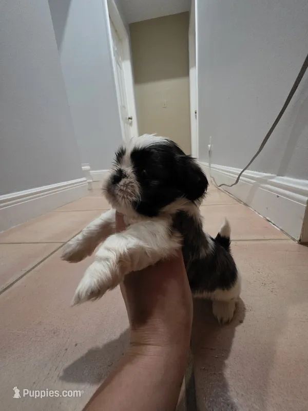 Blue – Shih Tzu puppy for sale in Palm Beach Gardens, FL