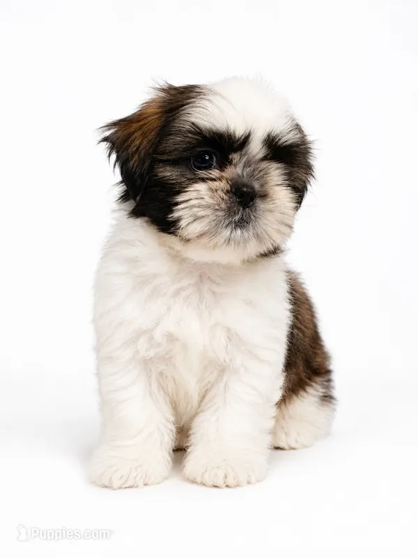 Yellow – Shih Tzu puppy for sale in Palm Beach Gardens, FL