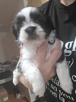 Blue, a male Shih Tzu for sale in Palm Beach Gardens, FL – 3 of 8