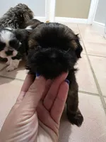 Black, a male Shih Tzu for sale in Palm Beach Gardens, FL – 6 of 10