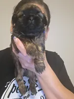 Black, a male Shih Tzu for sale in Palm Beach Gardens, FL – 2 of 10