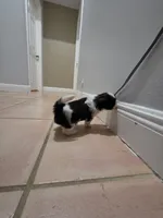 Blue, a male Shih Tzu for sale in Palm Beach Gardens, FL – 7 of 8