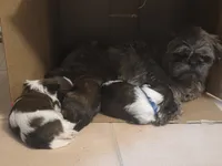 Blue, a male Shih Tzu for sale in Palm Beach Gardens, FL – 2 of 8