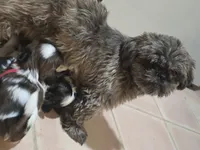 Yellow, a male Shih Tzu for sale in Palm Beach Gardens, FL – 6 of 8