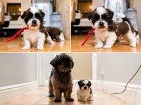 Red, a male Shih Tzu for sale in Palm Beach Gardens, FL – 2 of 8