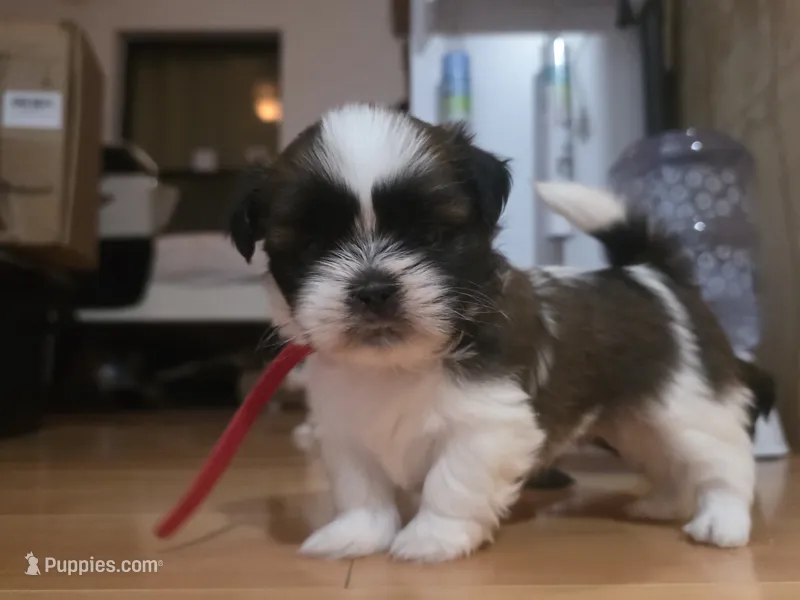 Red – Shih Tzu puppy for sale in Palm Beach Gardens, FL