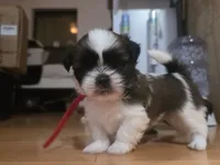 Red, a male Shih Tzu for sale in Palm Beach Gardens, FL – 1 of 8