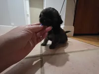 Black, a male Shih Tzu for sale in Palm Beach Gardens, FL – 4 of 10