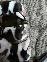 Red, a male Shih Tzu for sale in Palm Beach Gardens, FL – 6 of 8