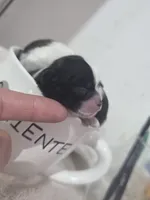 Red, a male Shih Tzu for sale in Palm Beach Gardens, FL – 5 of 8