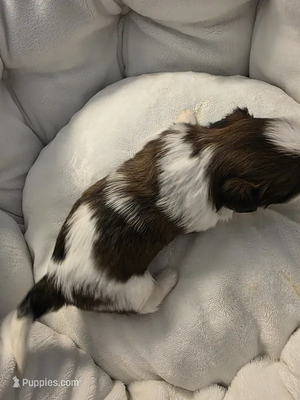 Yellow – Shih Tzu puppy for sale in Palm Beach Gardens, FL
