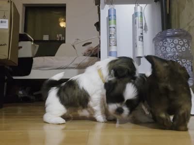 Red, a male Shih Tzu for sale in Palm Beach Gardens, FL – 4 of 8