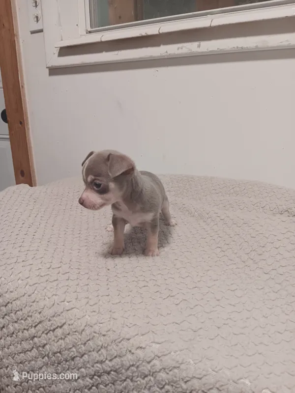 Puppy  – Chihuahua puppy for sale in Perry, FL