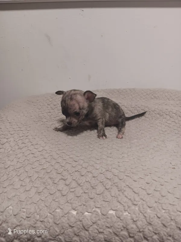 Puppy  – Chihuahua puppy for sale in Perry, FL