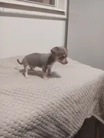 Puppy , a male Chihuahua for sale in Perry, FL – 3 of 3