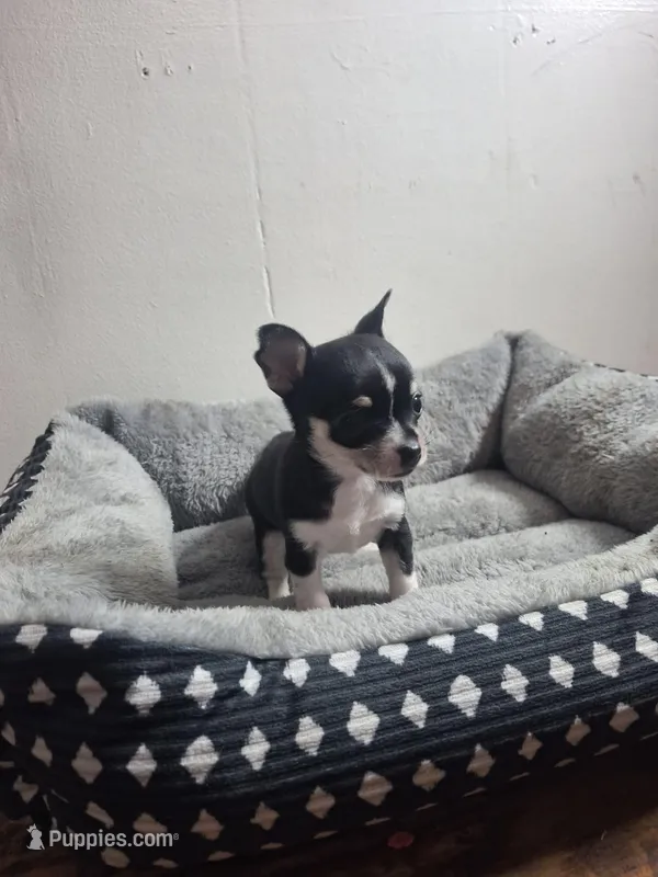 Pup, a female Chihuahua for sale in Perry, FL – Photo 1 of 2