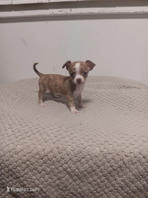 Puppy – Chihuahua puppy for sale in Perry, FL