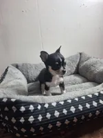 Pup , a female Chihuahua for sale in Perry, FL – Photo 2 of 2