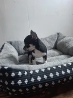 Pup , a female Chihuahua for sale in Perry, FL – Photo 1 of 2