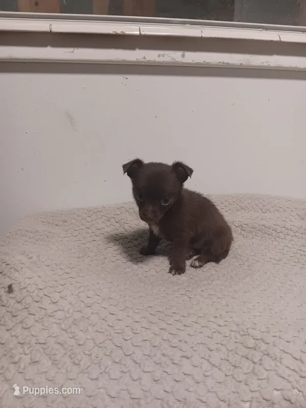 Puppy  – Chihuahua puppy for sale in Perry, FL