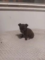 Puppy , a male Chihuahua for sale in Perry, FL – 1 of 2